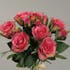 Botte de 7 roses en boutons coloris rose et vert, 26cm