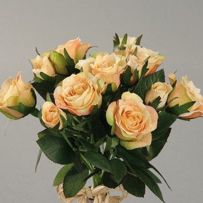 Botte de 7 roses en boutons coloris saumon, 26cm