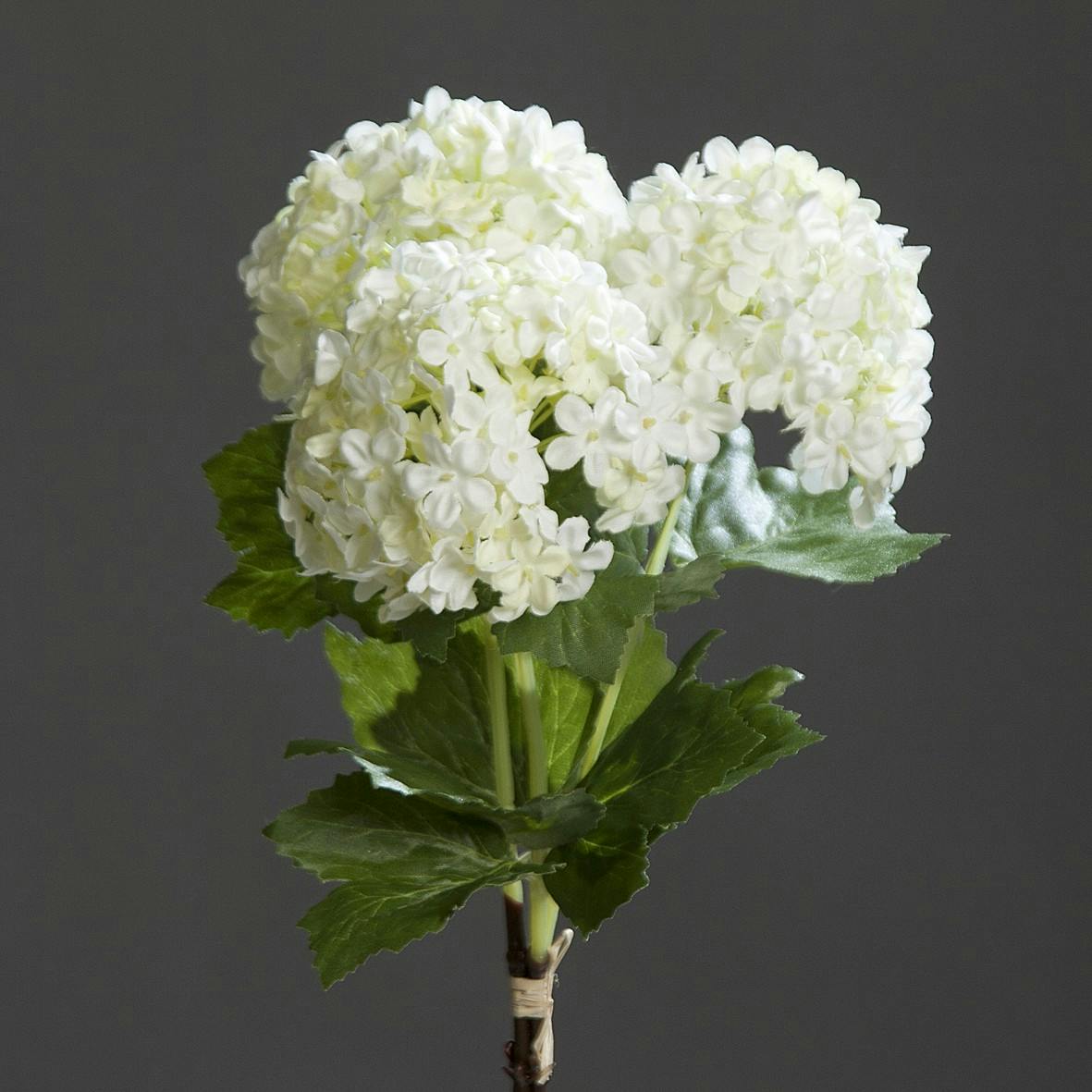 Botte Viburnum Crème 3 fleurs 31CM