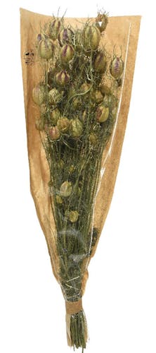 Bouquet de nigelle fleurs naturelles séchées 50 cm