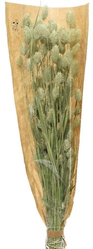 Bouquet de phalaris fleurs naturelles séchées 50 cm