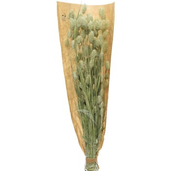 Bouquet de phalaris fleurs naturelles séchées 50 cm