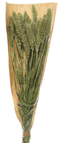 Bouquet de sétaire fleurs naturelles séchées 50 cm