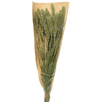 Bouquet de sétaire fleurs naturelles séchées 50 cm