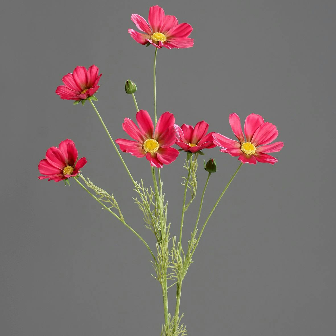 Branche de Cosmos fuchsia 6 fleurons 90CM