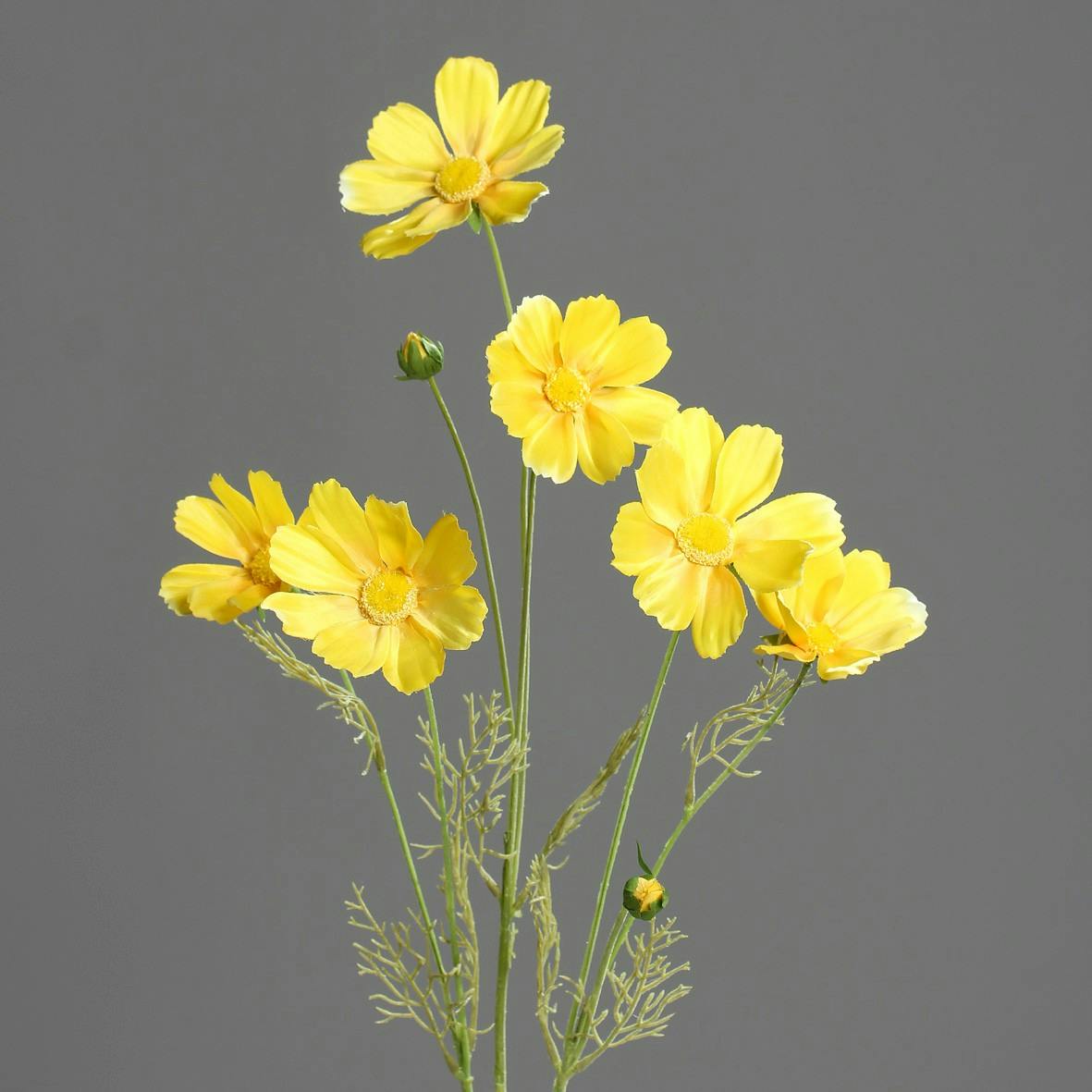 Branche de Cosmos Jaune 6 fleurons 90CM