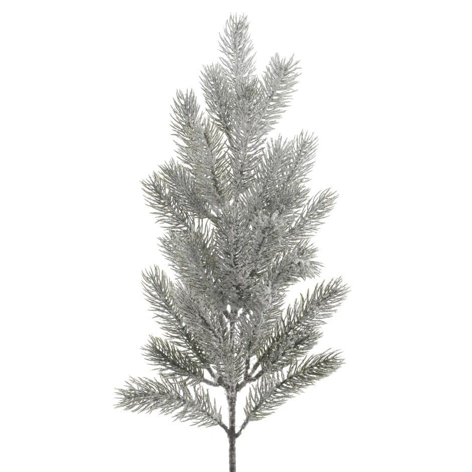 Branche de sapin enneigée
