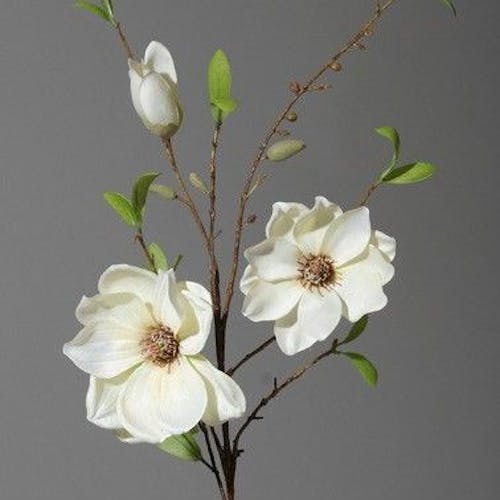 Branche magnolia blanc
