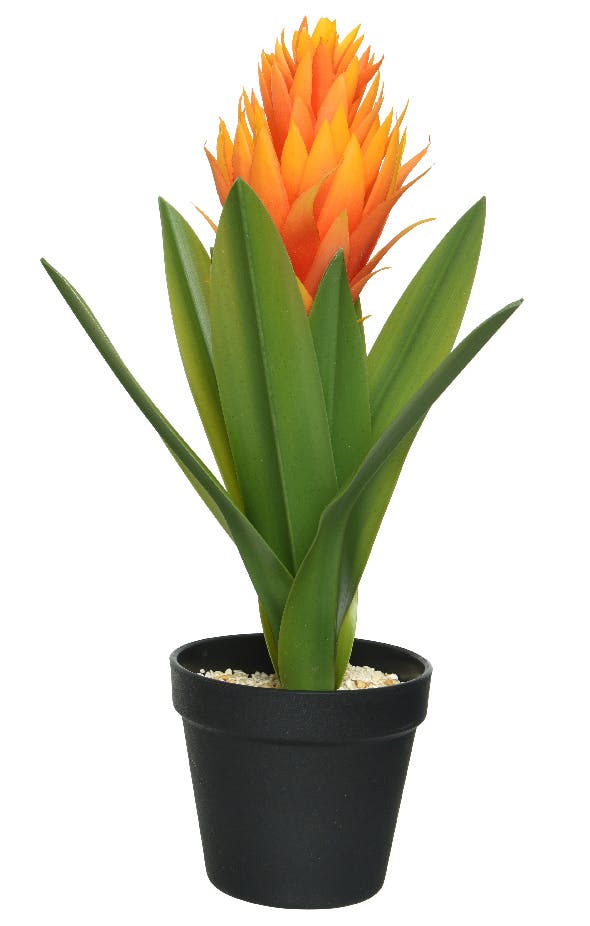 Bromélia orange en pot H40cm