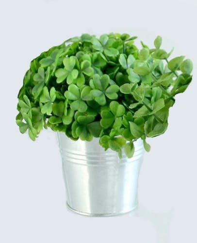 Bui plante verte dans son pot en zinc H17cm