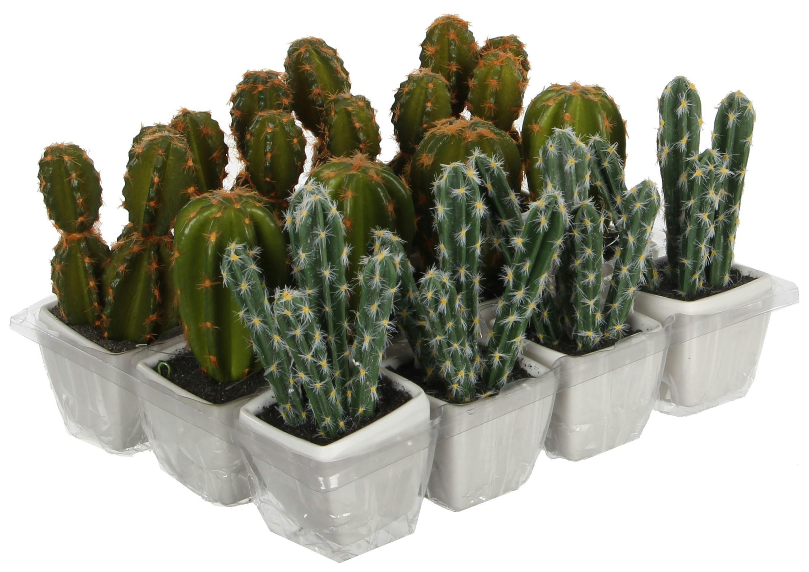 Cactus 4 branches vert blanc en pot 14 cm