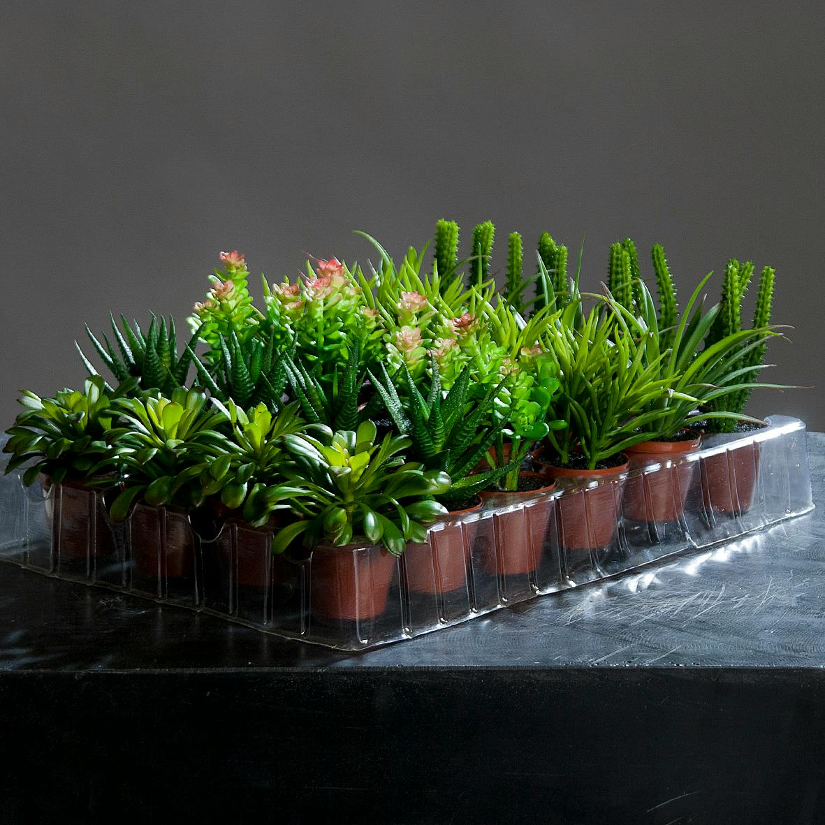 Cactus Agave en pot 10-15CM (à l'unité)