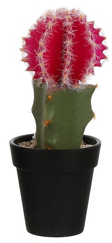 Cactus boule rose en pot 20 cm