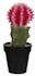 Cactus boule rose en pot 20 cm