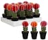 Cactus boule rose en pot 20 cm