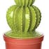Cactus déco forme 2 boules surmontées dans son pot en terracotta 12,5X12,5X25cm