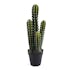Cactus droit en pot H52cm