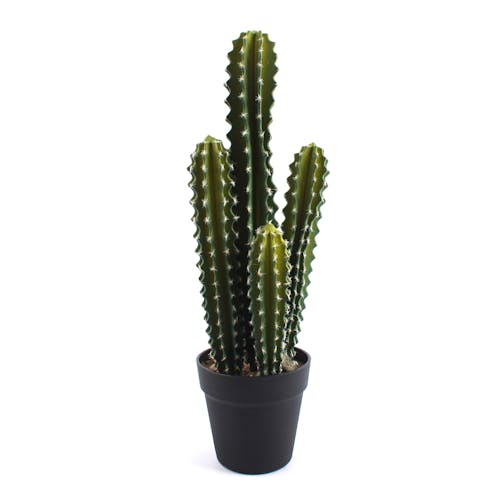 Cactus droit en pot H52cm