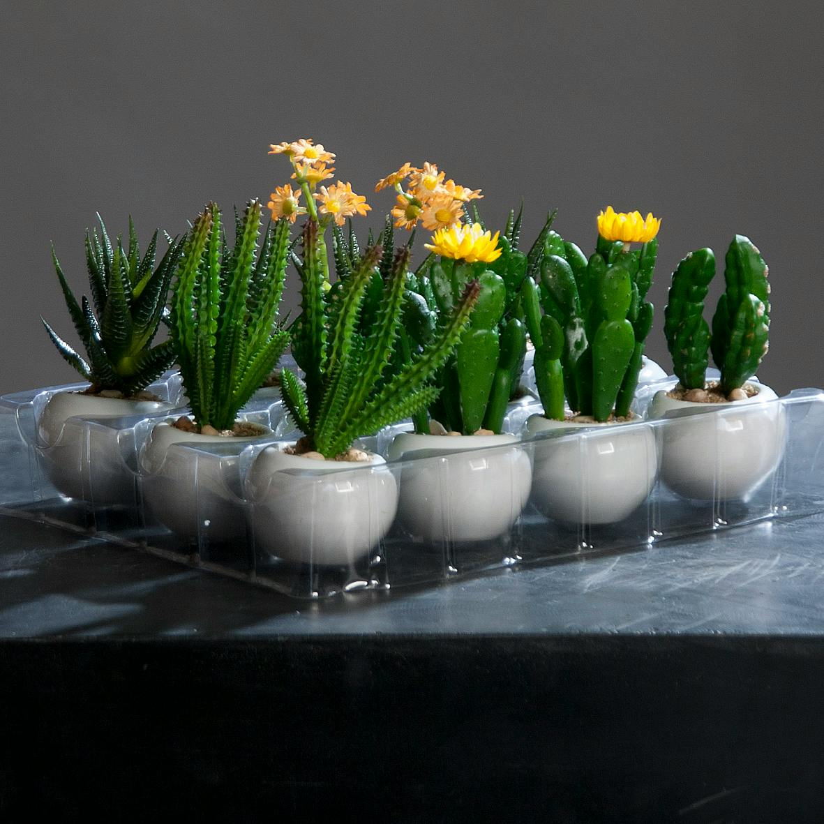 Cactus en pot blanc 12-14CM (à l'unité)