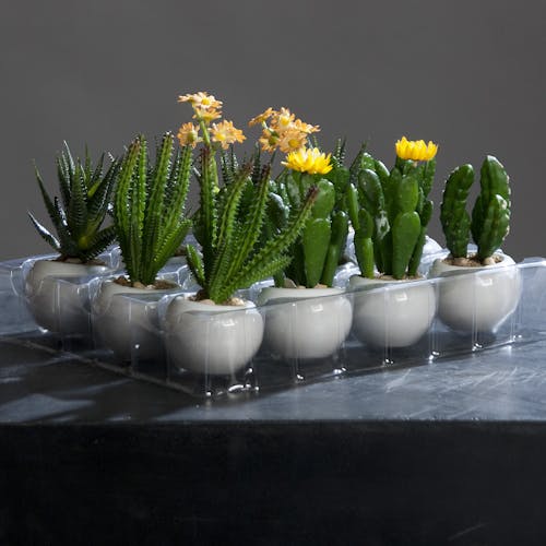 Cactus en pot blanc 12-14CM (à l'unité)