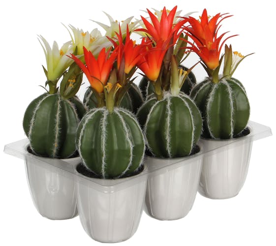 Cactus fleur orange en pot 21 cm