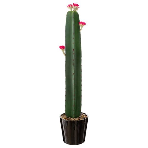 Cactus fleuri dans pot céramique H80cm