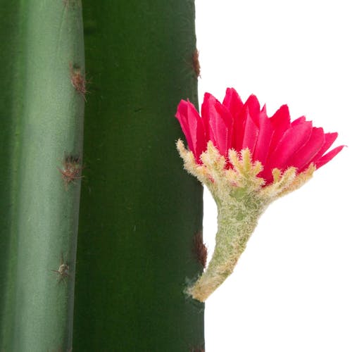 Cactus fleuri dans pot céramique H80cm