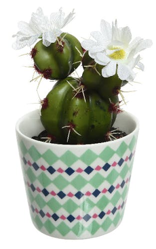 Cactus fleuri fleur blanche en pot décoré