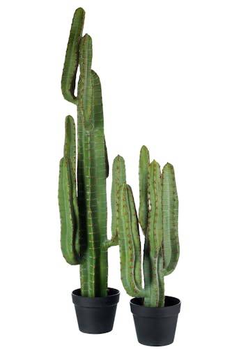 Cactus vert à bras - D25 H69cm
