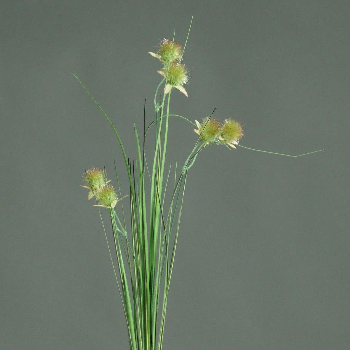 Chardon vert