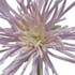 Chrysanthème artificiel, couleur lilas