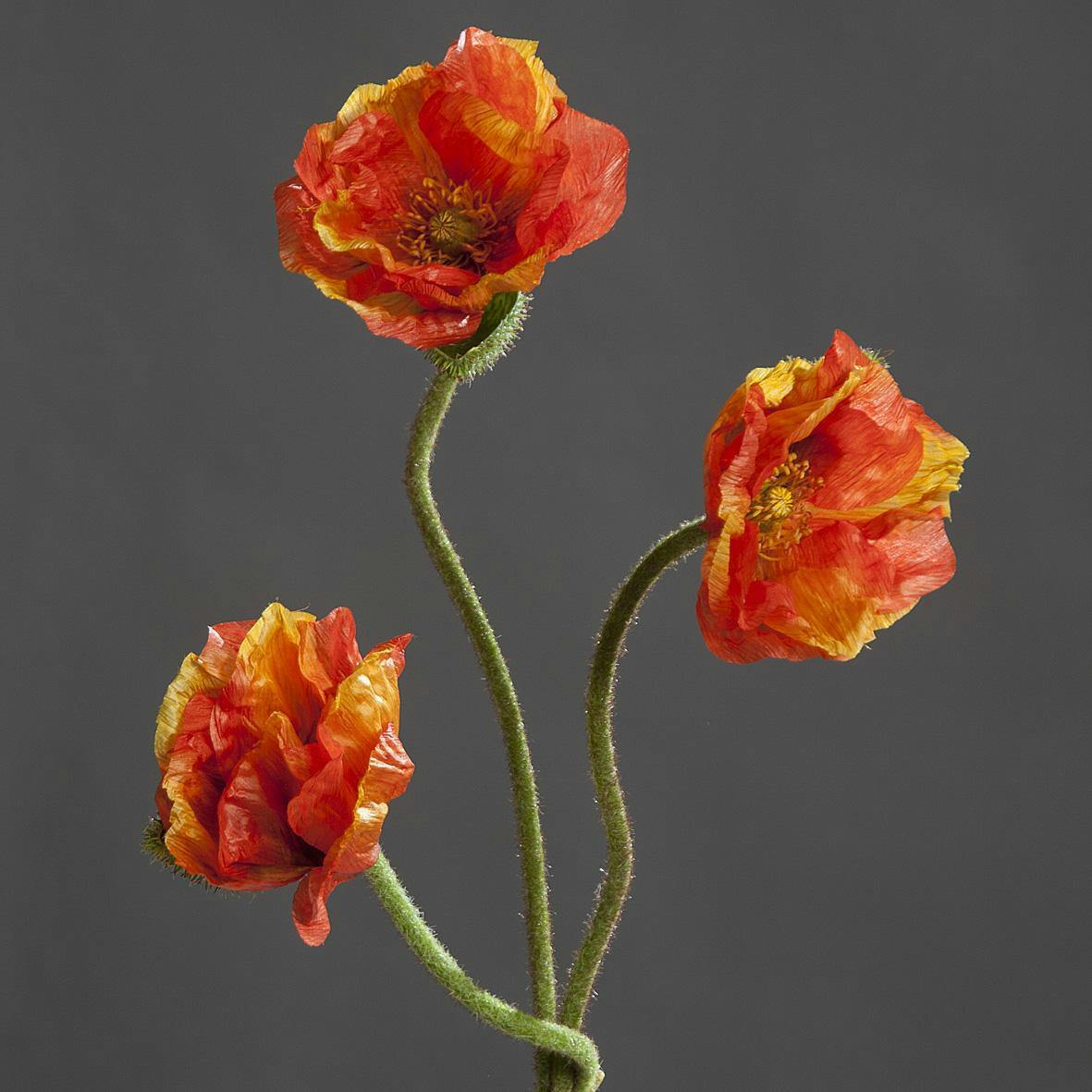 Composition florale botte de fleurs de PAVOT orange