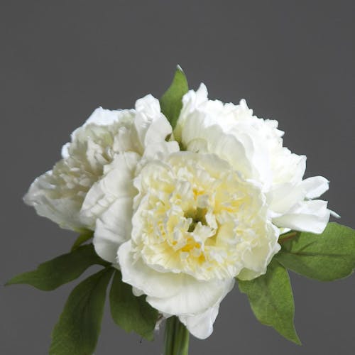 Composition florale bouquet de 3 PIVOINES blanches