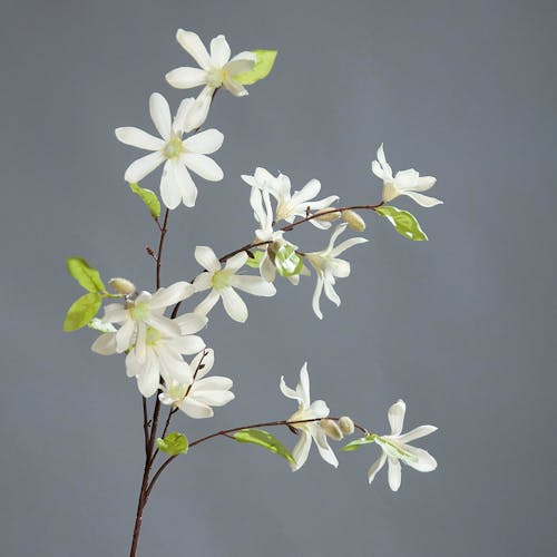 Composition florale branche de fleurs de MAGNIOLIA blanc
