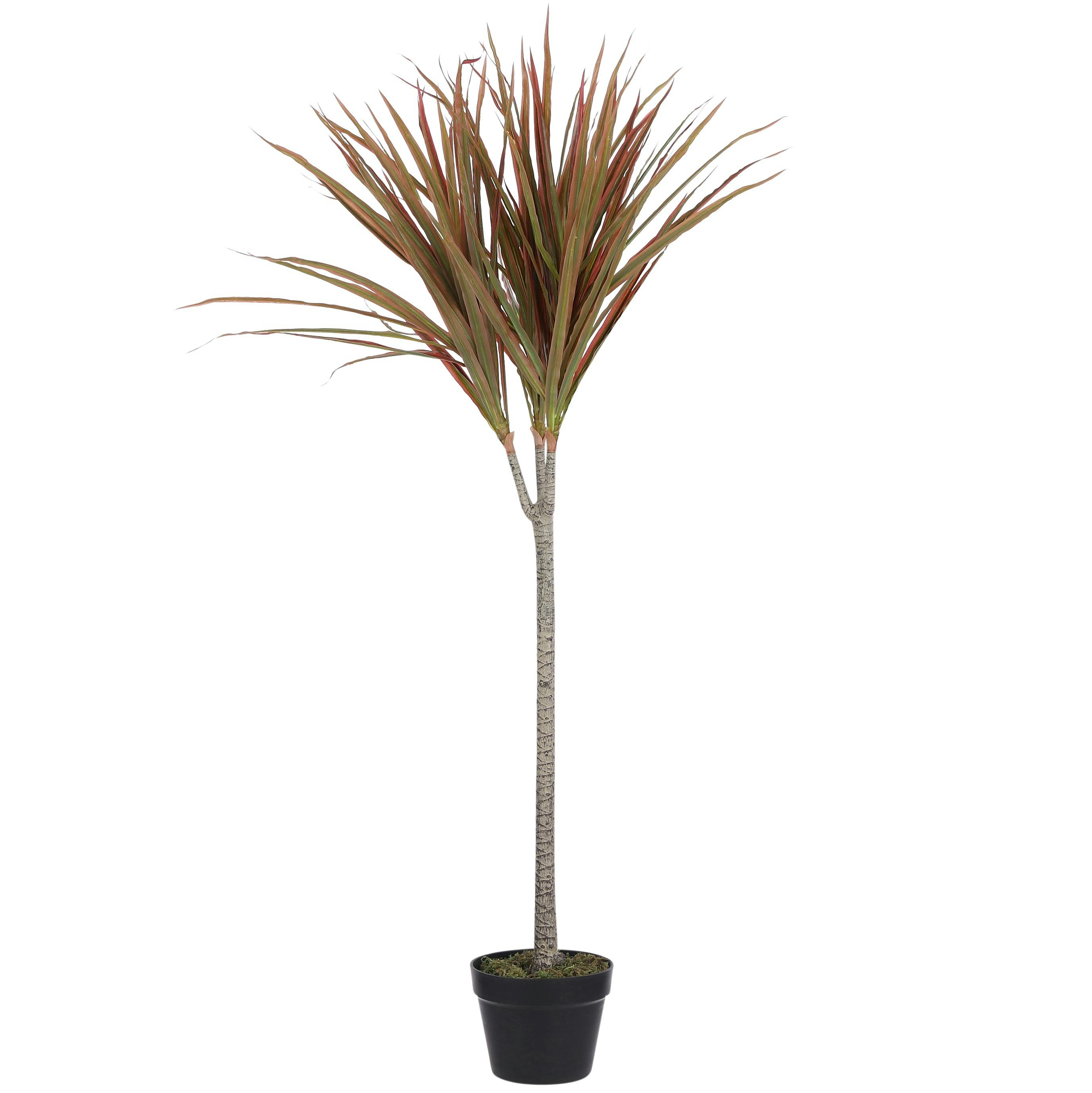 Dracaena en pot 130 cm