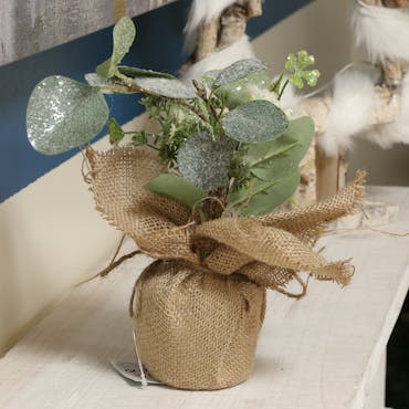 Eucalyptus en pot