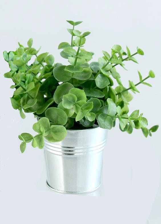 Eucalyptus plante verte dans son pot en zinc H17cm