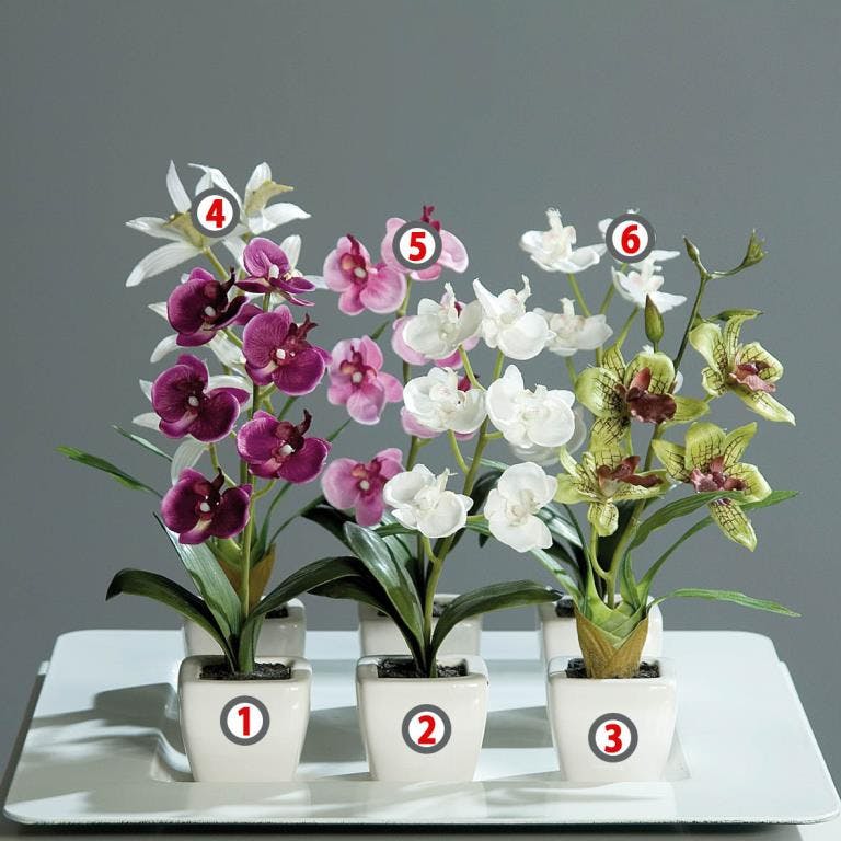 Fleur orchidée en pot blanc 18cm (à l'unité)