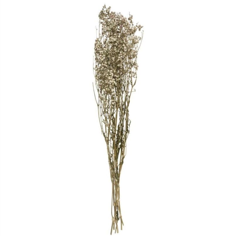 Fleurs séchées gypsophile