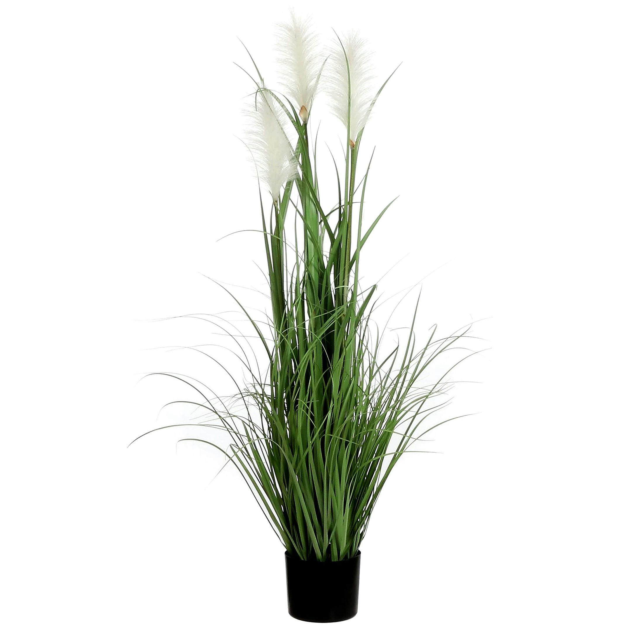 Foxtail blanc en pot 122 cm