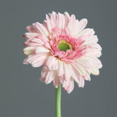 Gerbera rose, 60cm