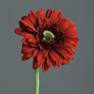 Gerbera rouge, 60cm