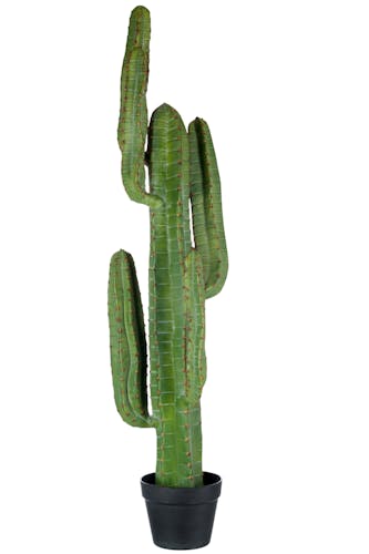 Grand cactus vert à bras - D31 H114cm