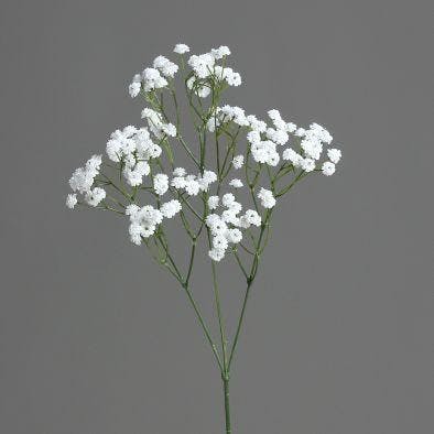 Gypsophile blanc, 67cm