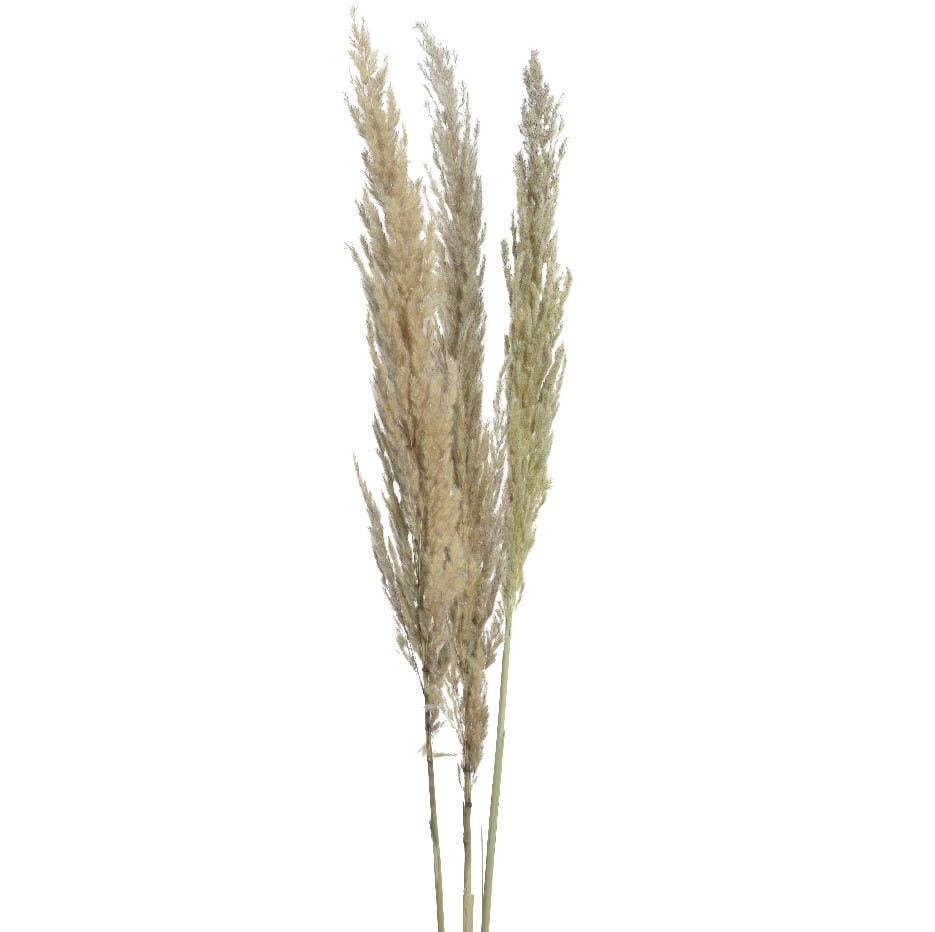 Herbe de la pampa séchée couleur naturelle 115 cm