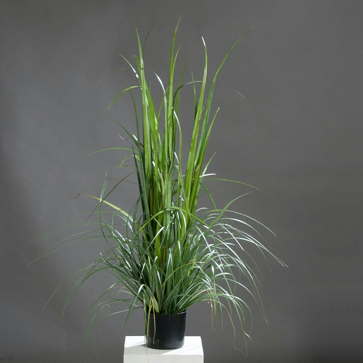 Herbe en pot 120CM
