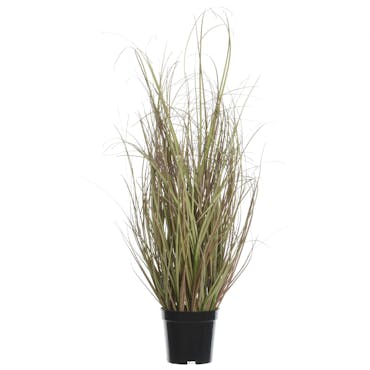 Herbe en pot 78 cm