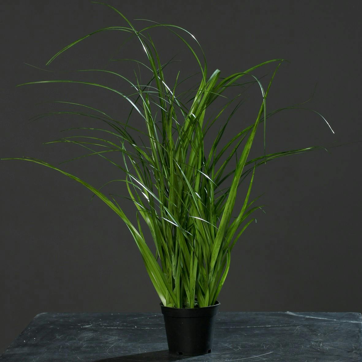 Herbe en pot noir 45CM