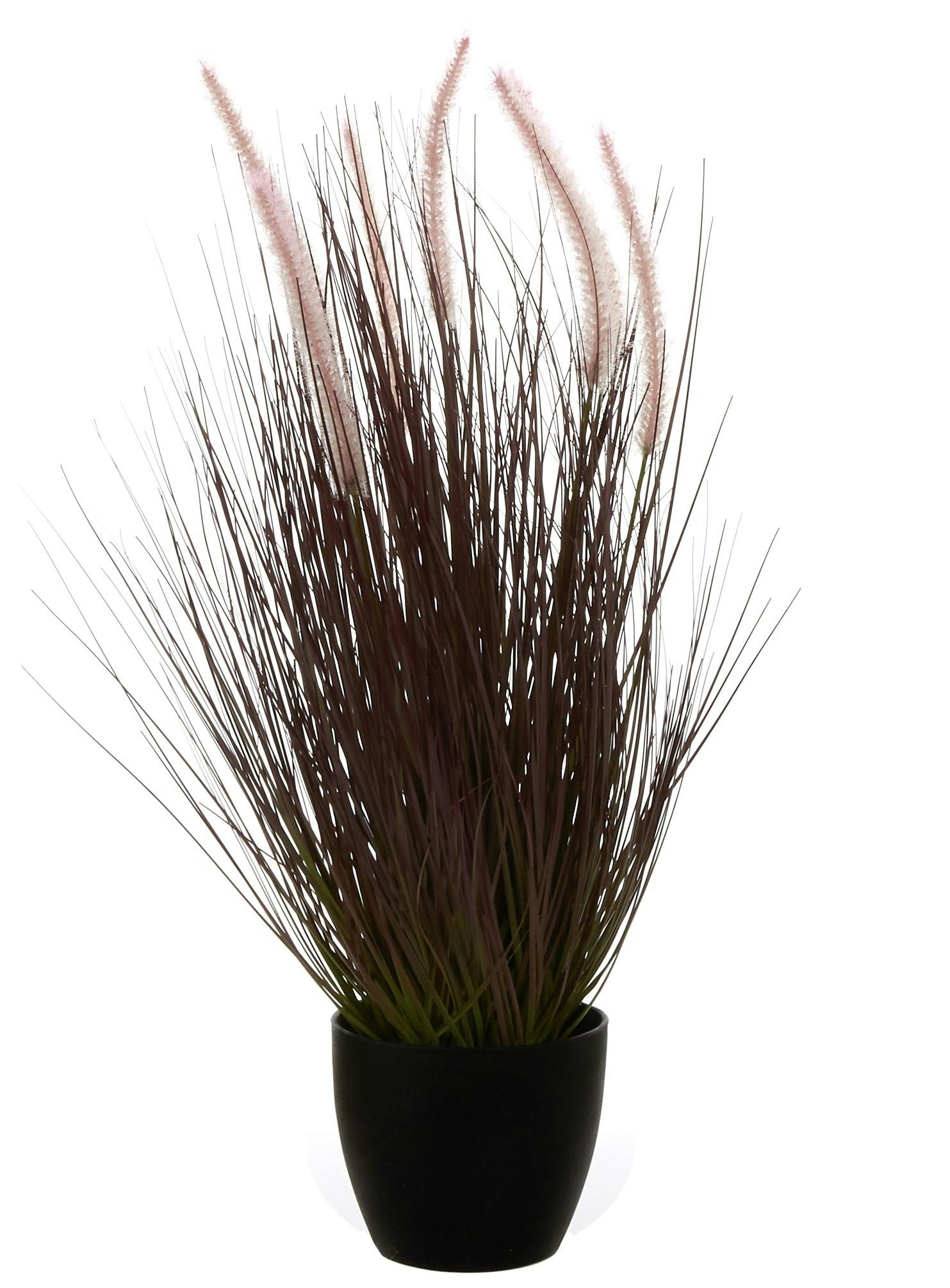 Herbe plumeaux en pot H 68 cm