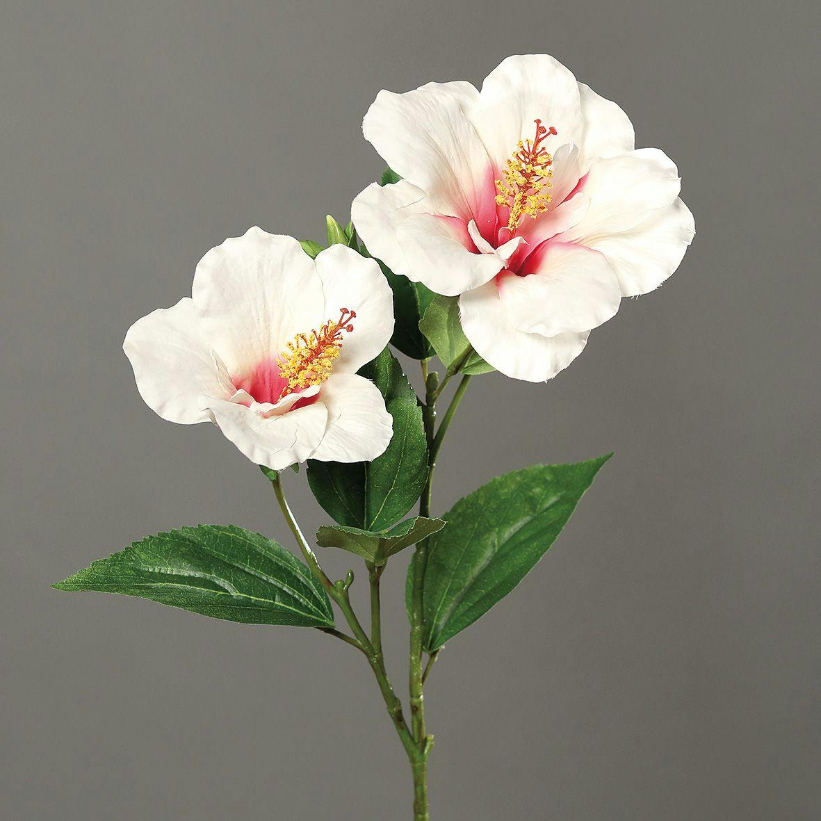 Hibiscus couleur crème branche 2 fleurons